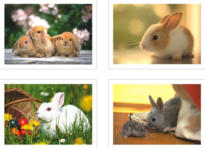 2016 популярная модная открытка s почтовые с животным кроликом мир/6 шт Каждая