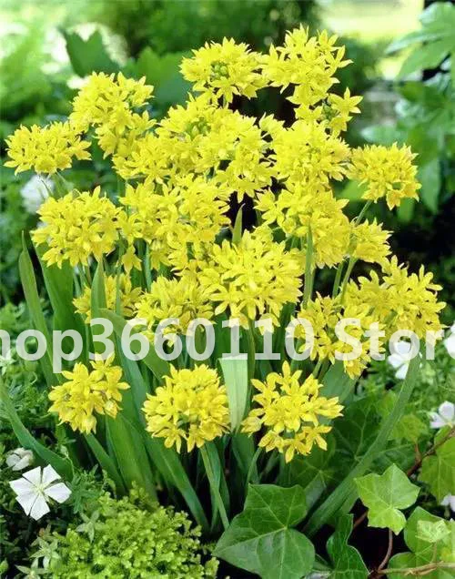 4 100 шт./упак. Seedsplants Giant Allium Giganteum красивый цветок-бонсай садовое растение в уровень почкования 95% редкий цветок для малыша - Цвет: 4