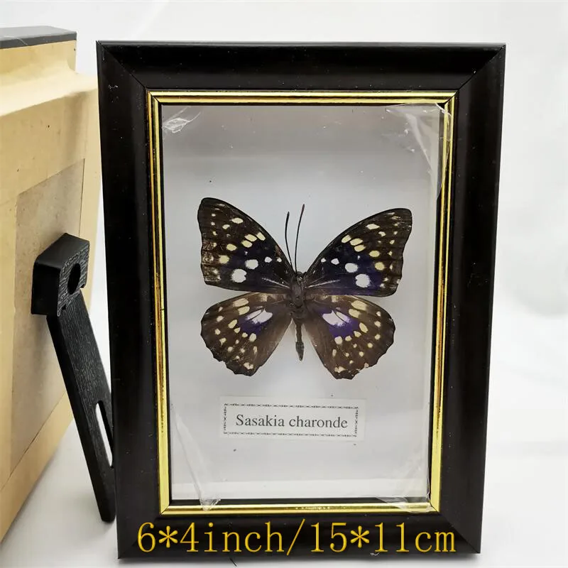 Spread Wings Butterfly Real Specimens Photo Frame Indoor Decoration Home Decorations Insect Sample Figurines Desk Decor | Дом и сад