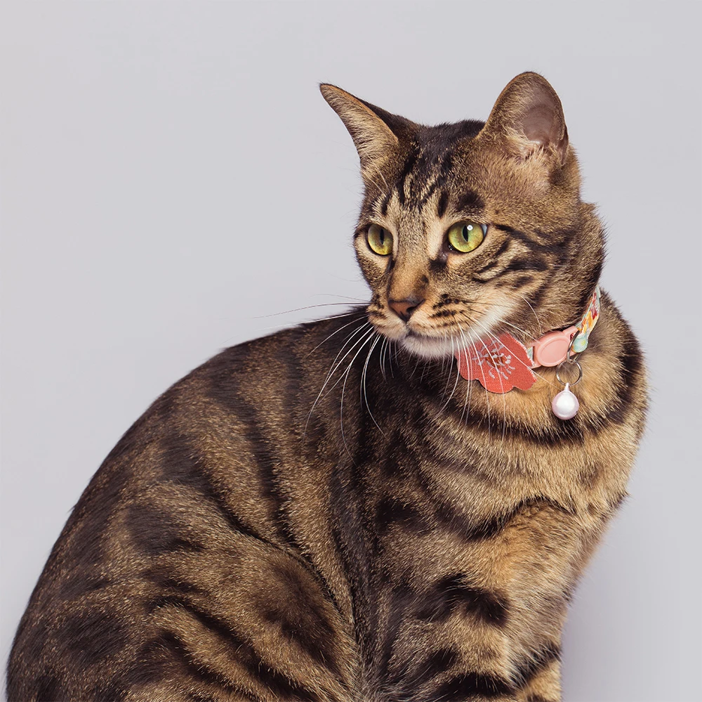 UFBemo ошейник для кошек товары питомцев Rosa с колокольчиком защитные аксессуары