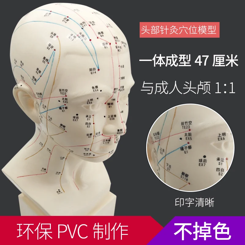 Акупунктурная модель головы акупунктура и мокситузия высокой четкости HD|Головка