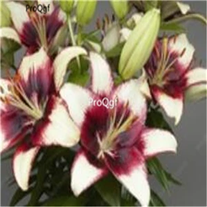 1 Ngryise 20 шт набор Lilium brownii Lily - Цвет: 1