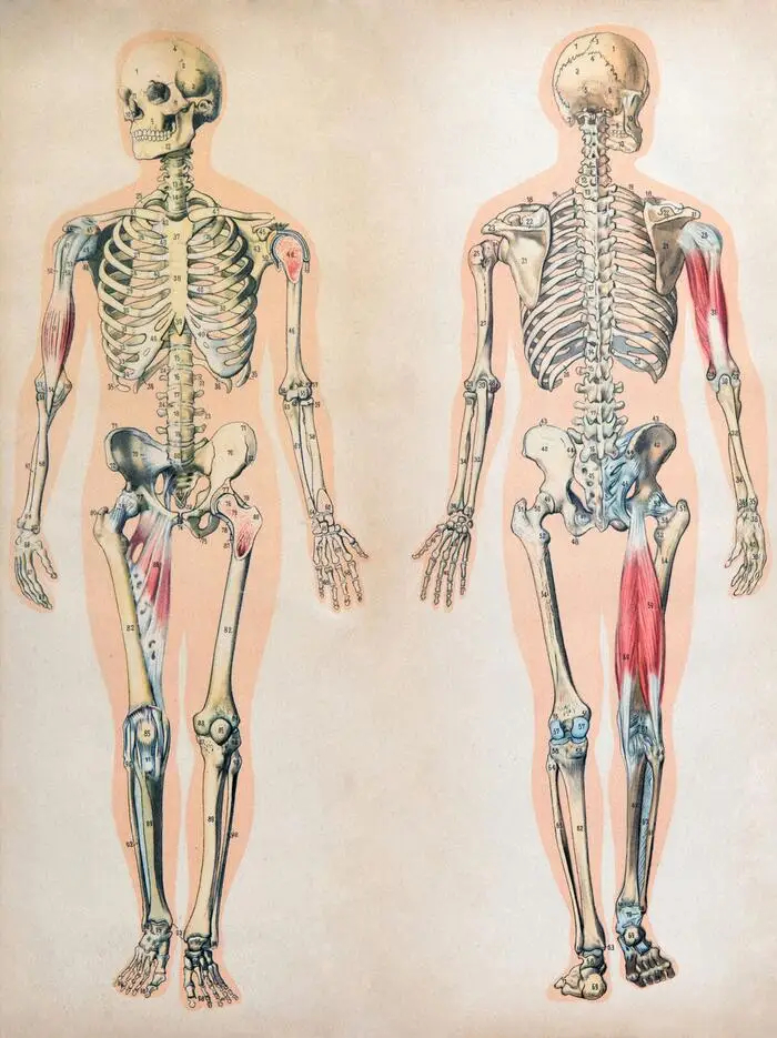 

Плакат с человеческим телом, искусственными мышцами, художественная шелковая декоративная стена 24x36 дюймов