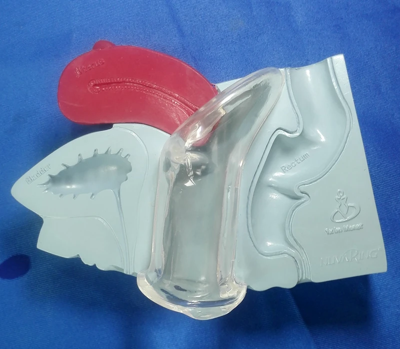 Анатомическая модель человеческой матки женской репродуктивной системы