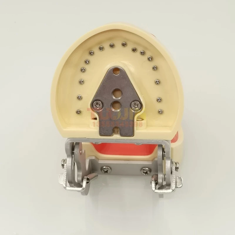 Стоматологический лабораторный инструмент 32 съемные зубы модель пероральное