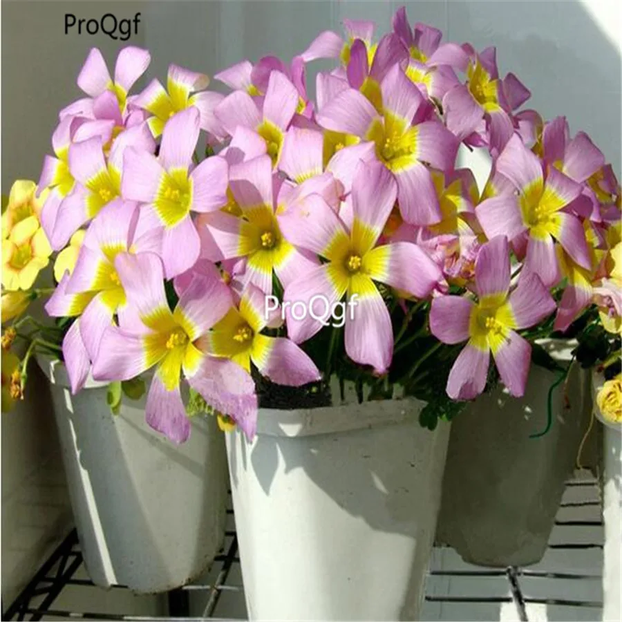 100 шт набор Oxalis Obtusa большие Oxalis Цветочные лампы - Цвет: bulb
