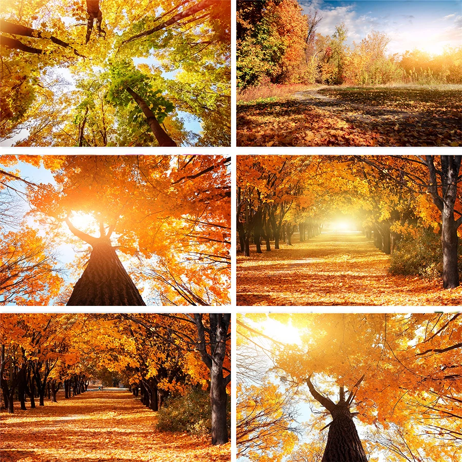 Nitree небо дорога Солнечный свет осень деревья листва лес желтый опавших фон с