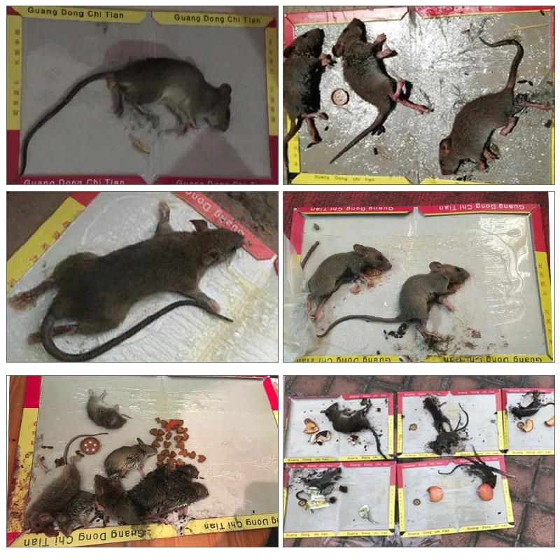 Новинка ловушка для мышей крыс клейкая доска липкая мышь борьбы с вредителями