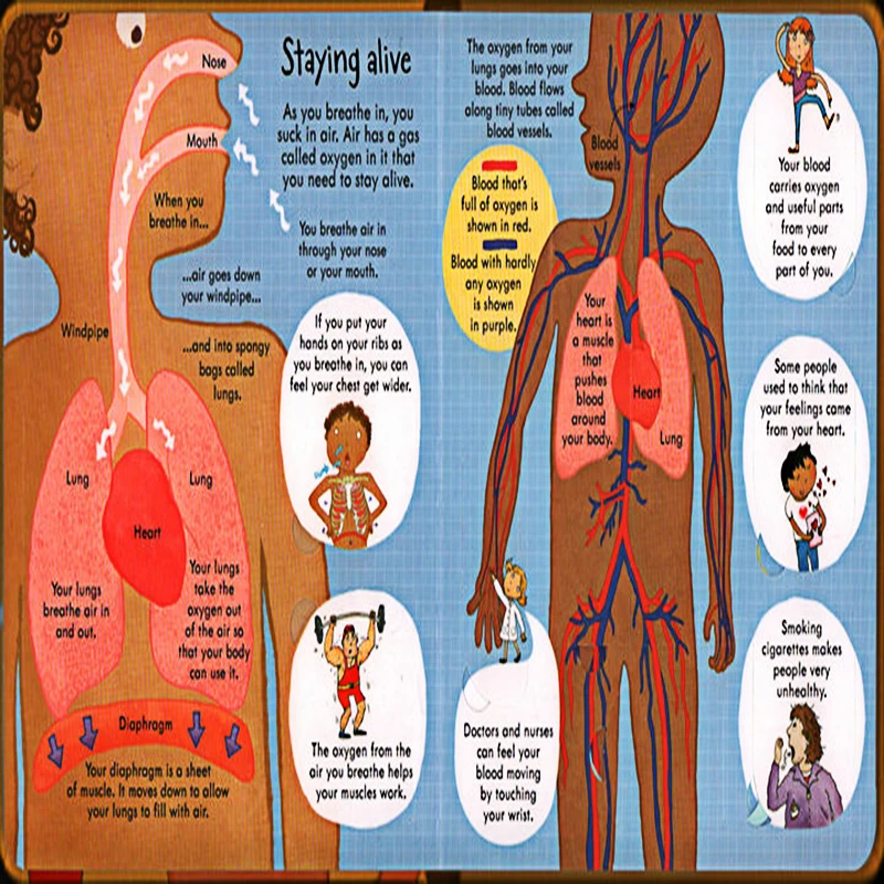 

Books English Educational 3d Flap Picture Book Baby Early Childhood Gift For Children Reading Livros Livres Libro Education New