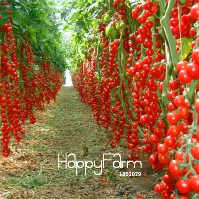 New Fresh 20 Pcs/Lot Rainbow Tomato Plants, bonsai organic vegetable& fruit Plantas,potted plant for home&garden