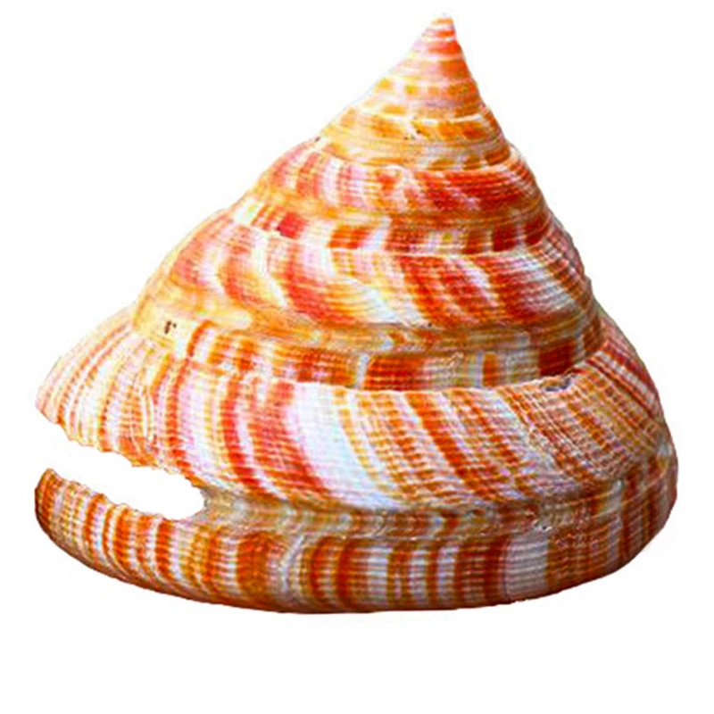 Топ Император щелевая оболочка конусные оболочки Многоцелевой DIY ремесла