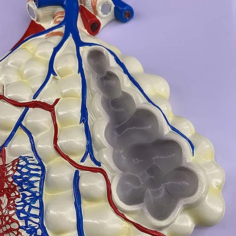 

Профессиональная модель человеческой дыхательной системы, анатомическая модель показывает правое бронховое дерево, альвеоли, обучающая м...