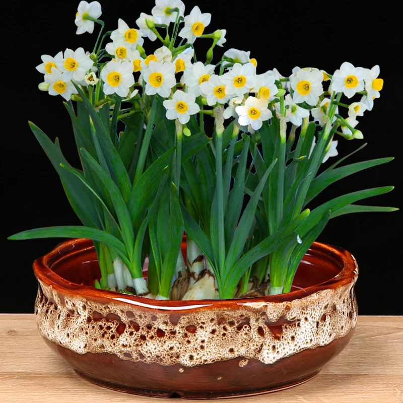 

Copper Money Grass Flower Pot Daffodil Water Lily Bowl Lotus Non Porous Household Ceramic Hydroponic Succulent Large Vase