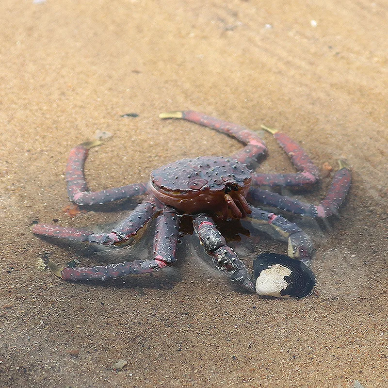 Новая модель искусственных животных глубоководного морского поглощения угря