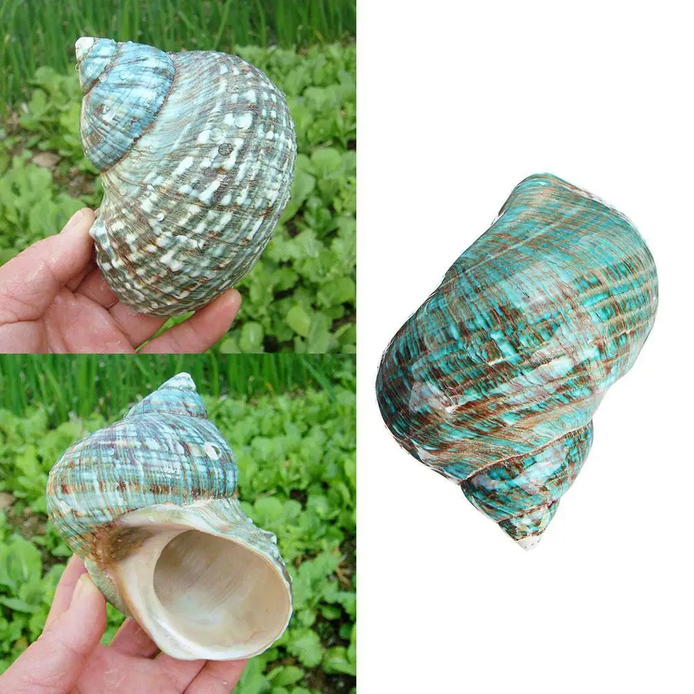 

9 ~ 12 см синяя натуральная раковина, полировка мебели, Морской Декор, аквариум, Декор, натуральная раковина