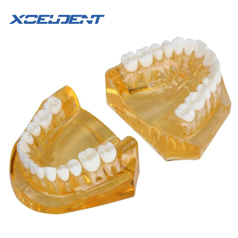 Зубная стандартная мягкая резинка со съемные зубы обучающая модель без шарнира