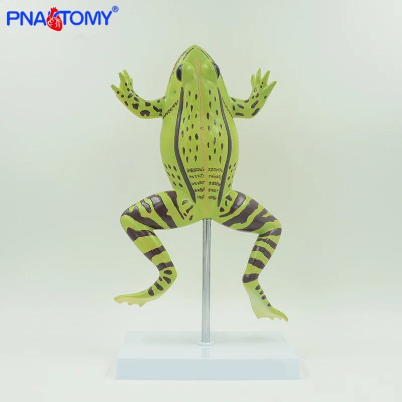 Enlarged Frog Anatomy Toad and Rana Model Animal Anatomical Students Studying Tool School Experiment Kit Educational Equipment