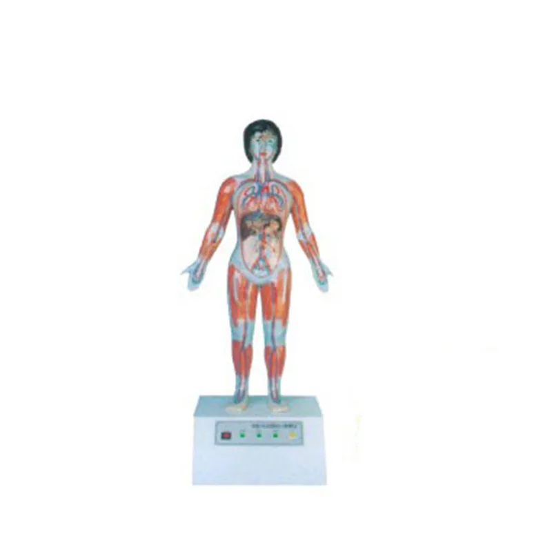 

Microcomputer Human Cardiac Cycle And Big, Small Cycle Demonstration Instrument BIX-A2114