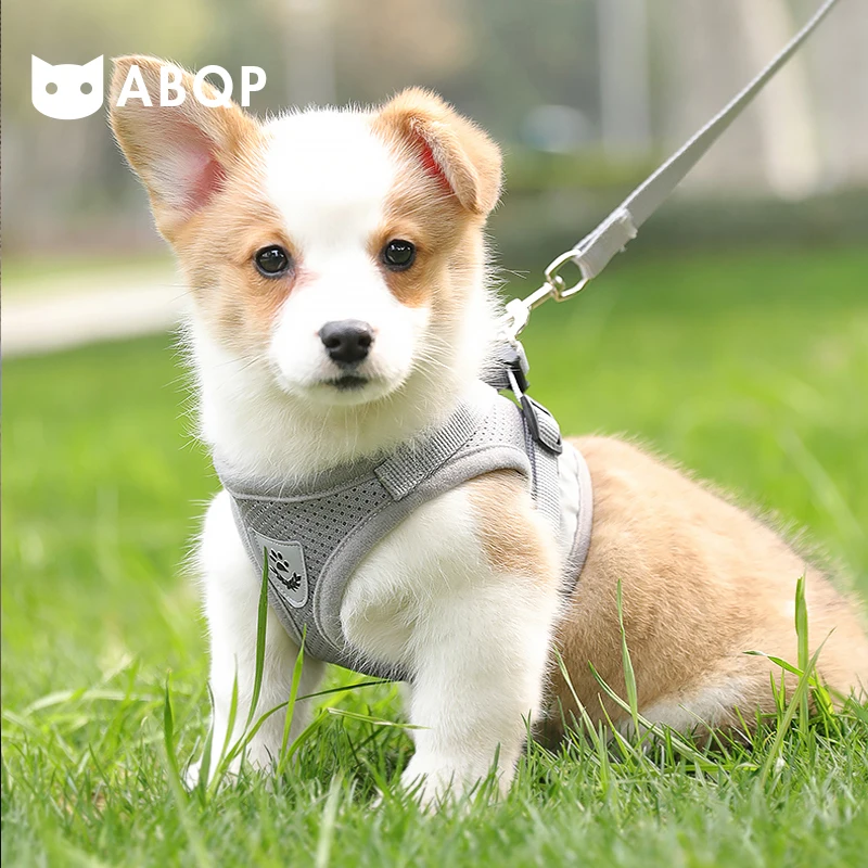 

Dog Harnas Ademend Harnas Puppy Chest pectoral collar Kat Vest Harness and Leash Set strict small medium Dog Lead Leash Harnasse
