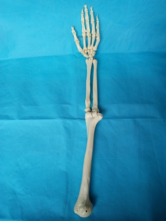Модель скелета человека для взрослых в натуральную величину модель суставов