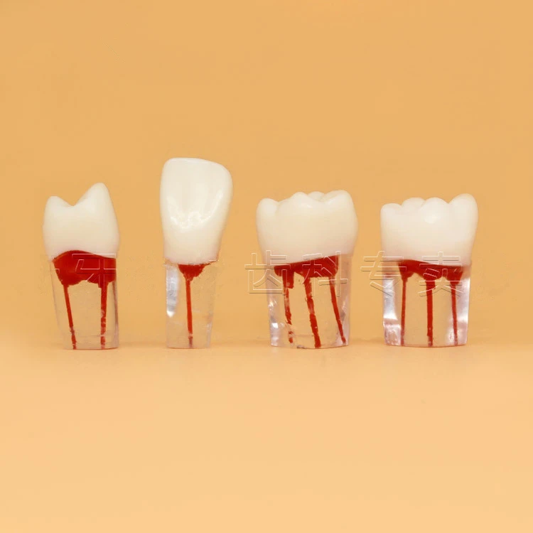 4 шт./компл. зубной корневой канал модель для тренировок обучение