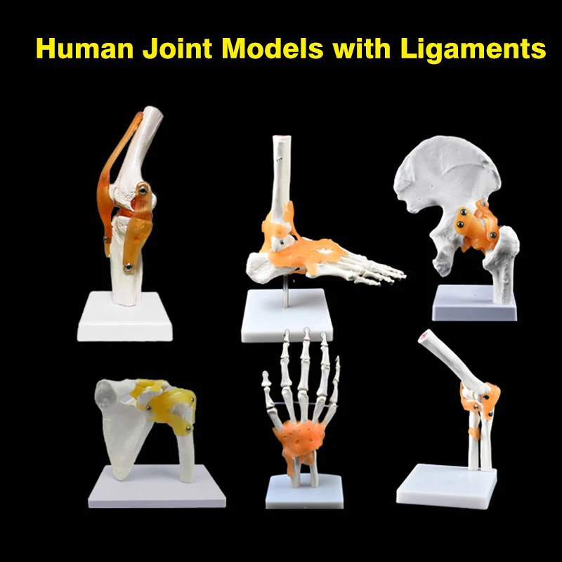 

Human Skeleton Joint Anatomy Models Knee Elbow Foot Hand Shoulder Hip Joint with Ligaments Medical Science Teaching Supplies