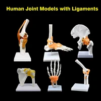 human skeleton joint anatomy models knee elbow foot hand shoulder hip joint with ligaments medical science teaching supplies