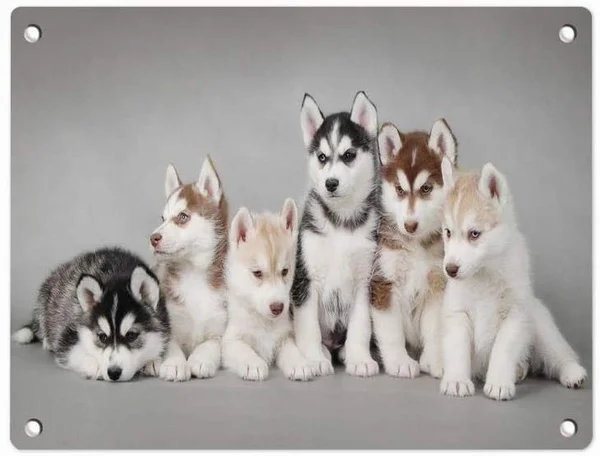 

Husky Puppies Popular 12" X 8" Metal Tin Sign,Vintage Style Art Wall Ornament Coffee & Bar Decor Wall Decorative Sign