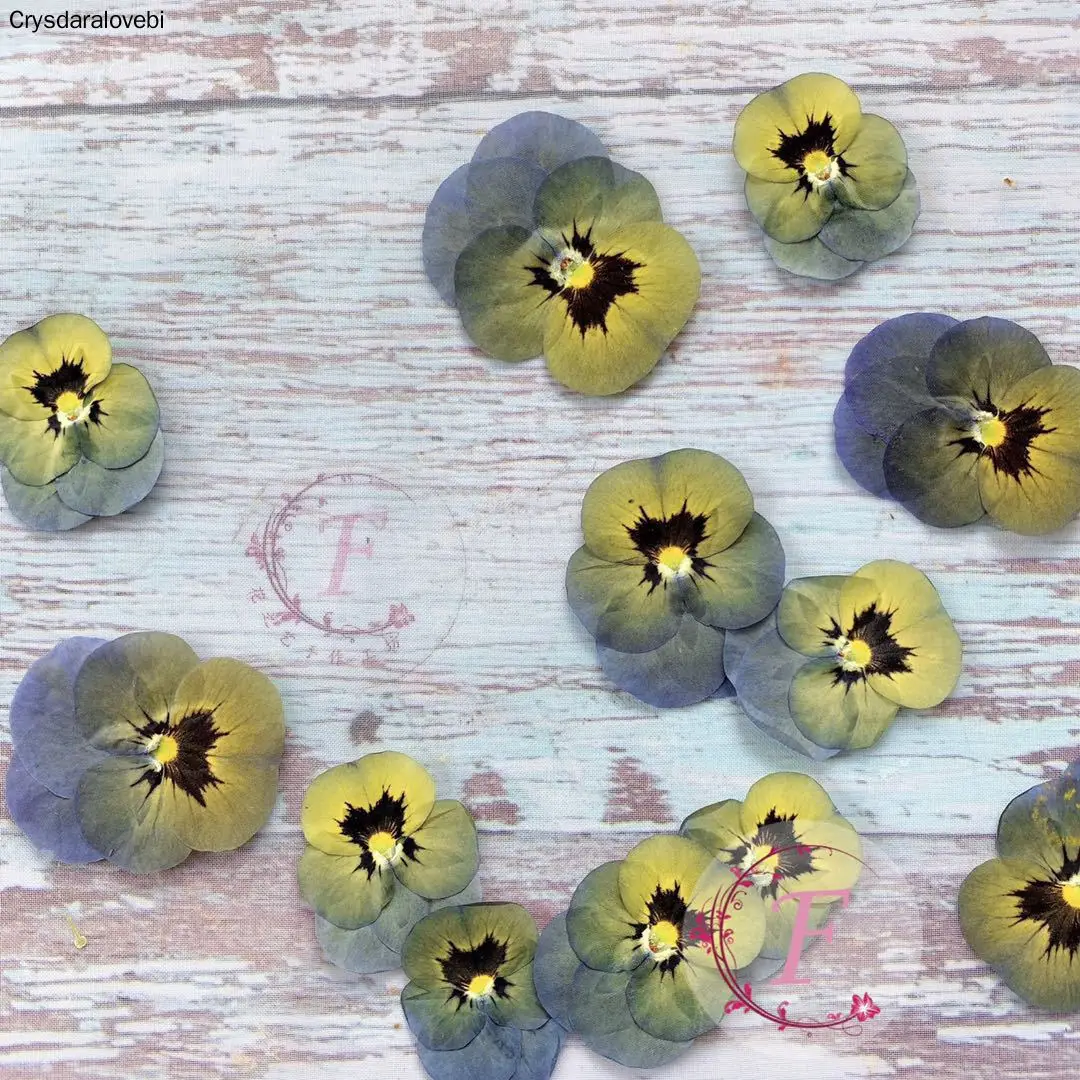 120 шт прессованный высушенный Viola триколор L. Цветочные растения гербарий для