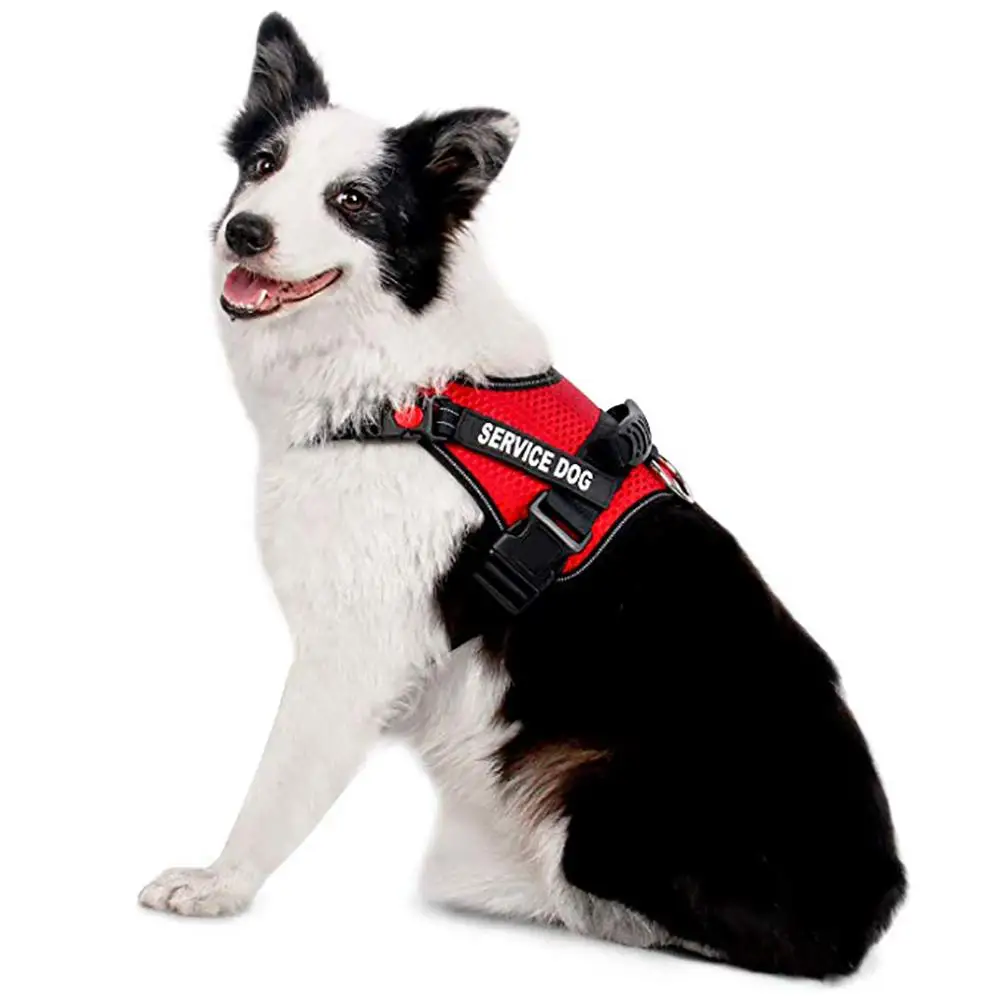 Studyset красная сервисная шлейка для собаки домашнего животного прогулок на