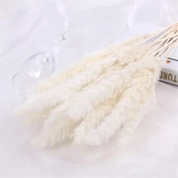 15pcs pampas grass real dried reed flowers decorations for decor home wedding mothers day dekoration flores preservadas