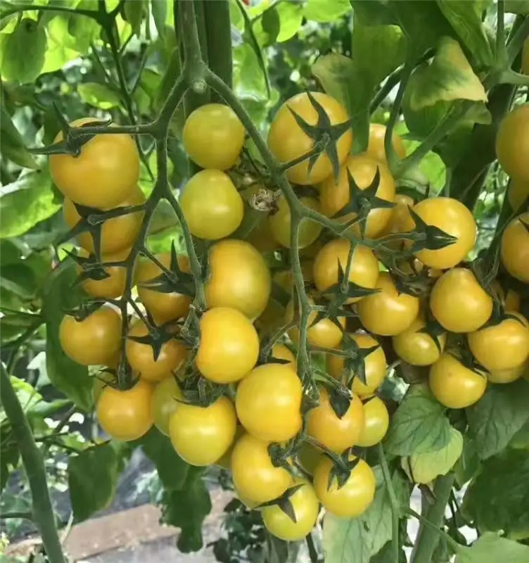 50 г хлорид мепиквата контроль производства хлопка и кукурузы регулятор роста |