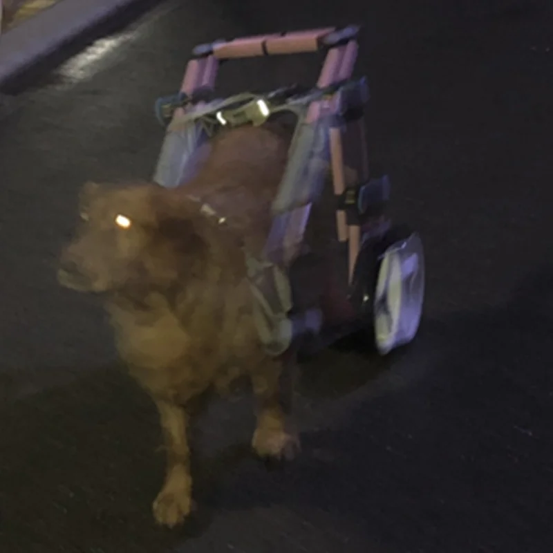 Регулируемая коляска для собак среднего и большого размера ALWAYSME 16-40кг | Дом сад