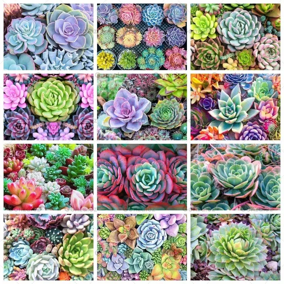 

5D Diy Diamond Painting Succulents Embroidery Full Display Drill Mosaic Cross Stitch Art Sets Home Decoration Handmade Gifts