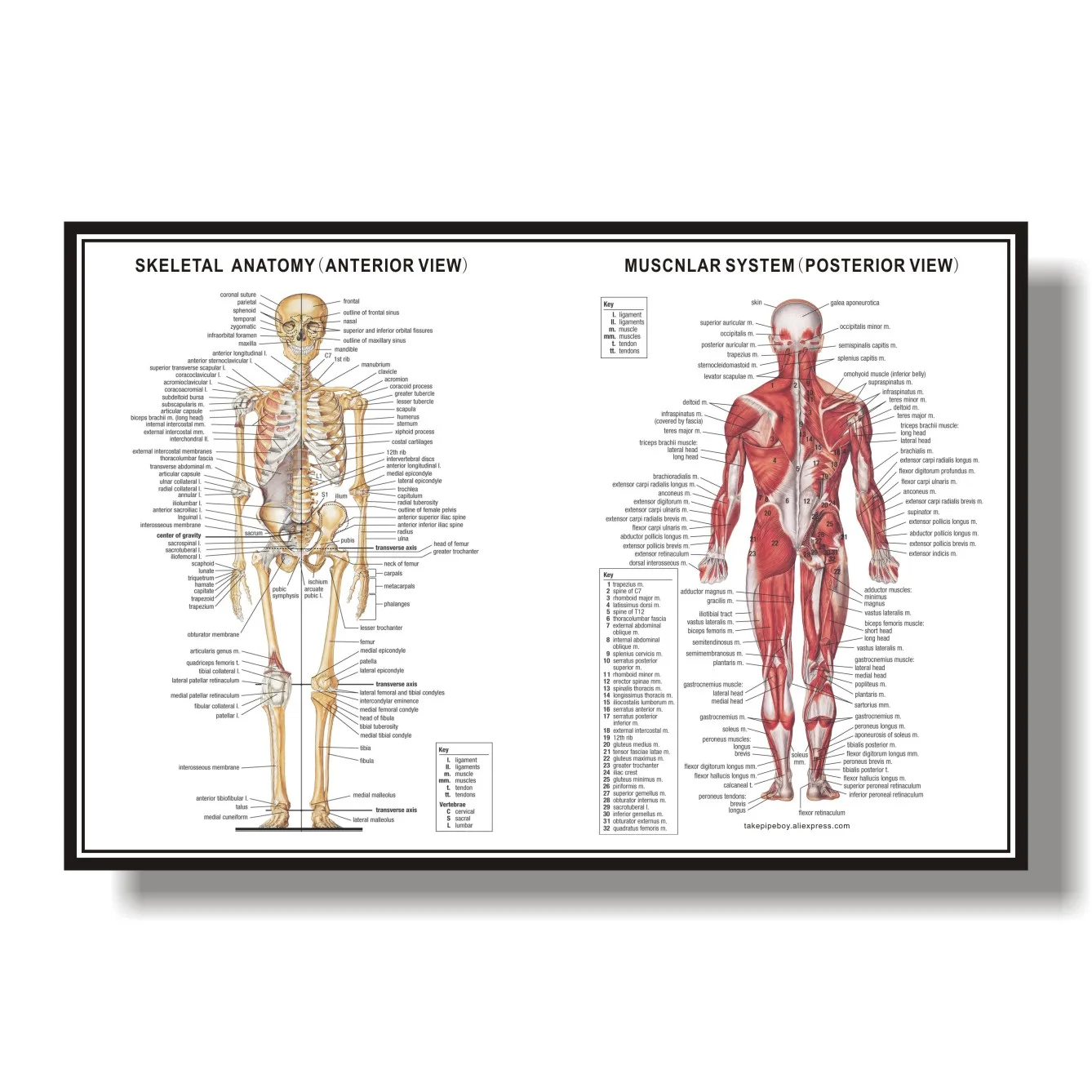 

Skeleton Muscular System Anatomical Poster Muscle Anatomy Chart Anatomical Chart Human Body Educational for Human anatomy poster