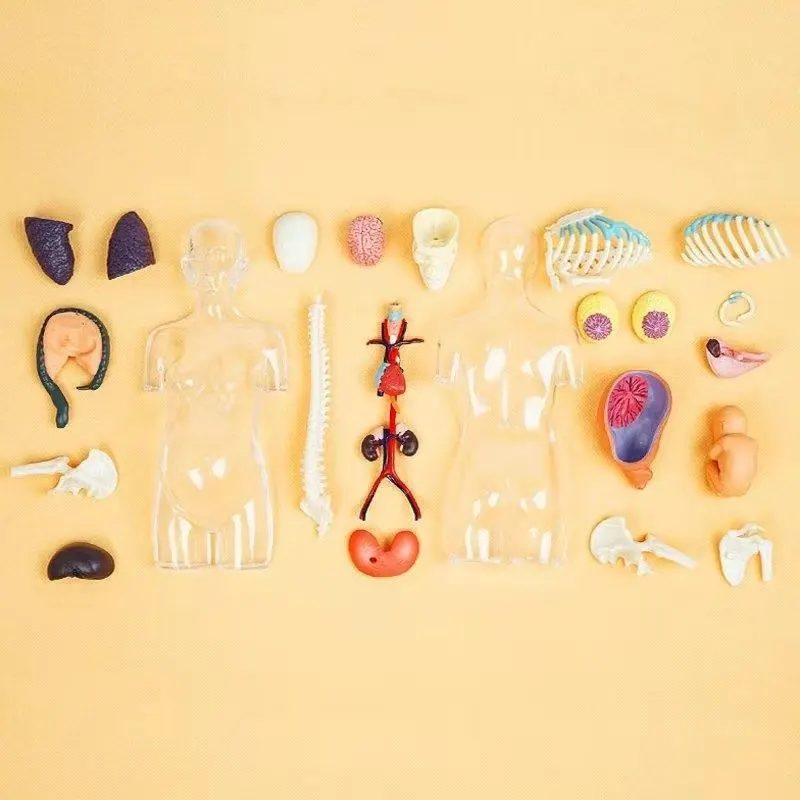 Собранный прозрачный человеческий ТОРС модель анатомии человека бюст 4D мужское