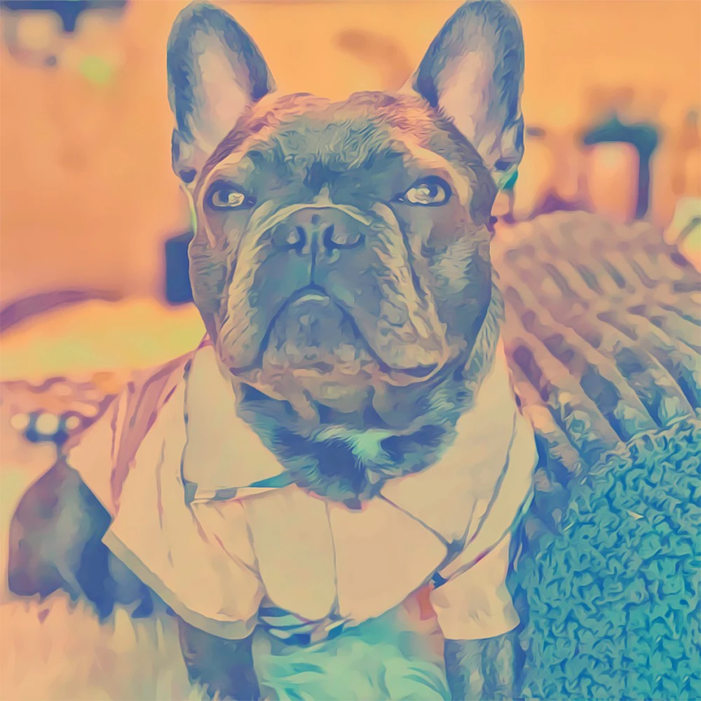 Рубашка с Мопсом для чихуахуа сезон: весна–лето Рубашки в клетку взрослых