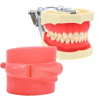dental anatomy model simulation cheek kilgore nissin 28 pcs removable teeth teaching study model m8011