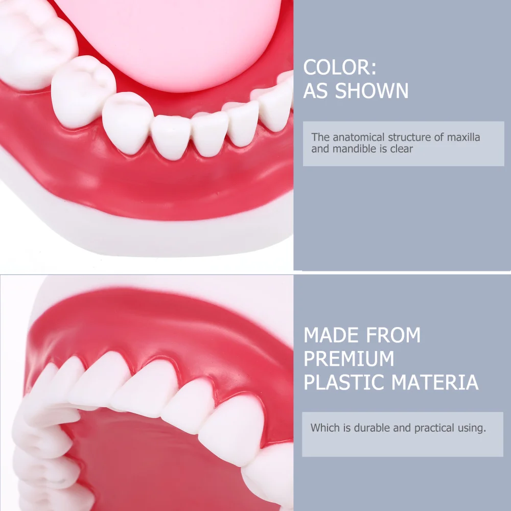 

1 Set Teeth Model Kids Teaching Study Supplies Standard Typodont Teeth Model