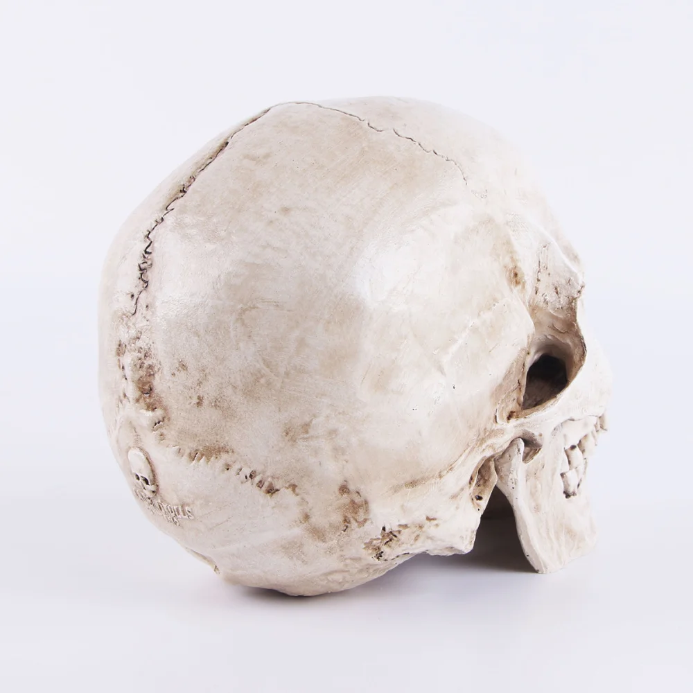 

Simulation Resin Lifesize 1:1 Human Model Anatomical Tracing Teaching Skeleton Decoration Statue