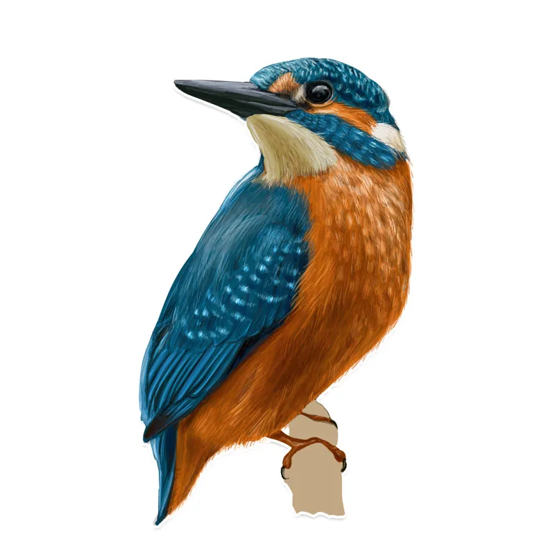 

Coolest A HummingBird Flight PVC Decor Car Sticker High Quality Colored Personalized Laptop Decals 9.5cm*16cm