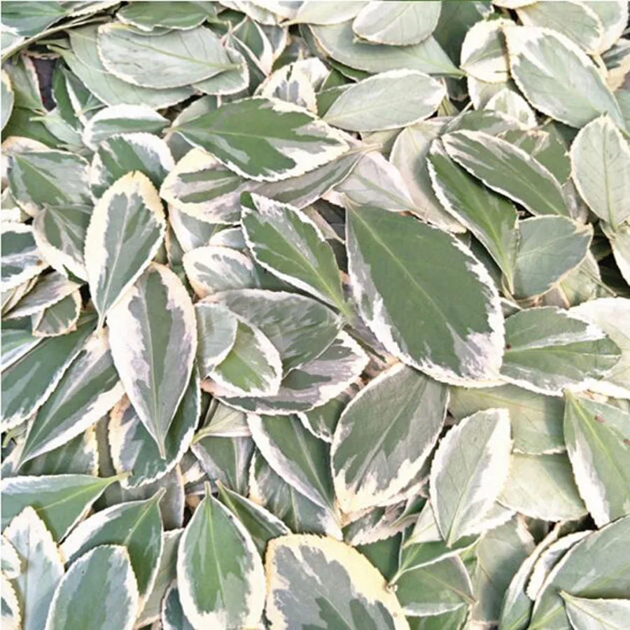 

60pcs Pressed Dried 2-5cm Buxus Bodinieri Levl. Leaf Leaves Plant Herbarium Jewelry Phone Case Bookmark Photo Frame DIY Making