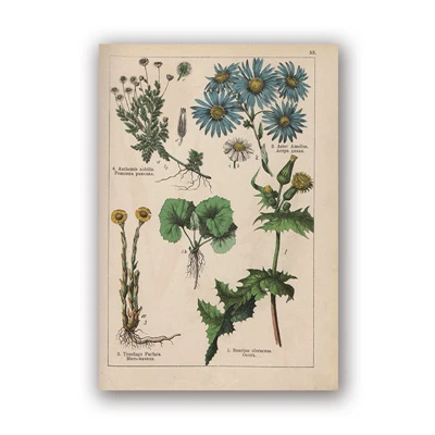 PH5980 Botanical коллекция винтажные плакаты и принты травы 1898s русский язык стены искусства картины холст живопись Домашний Декор стены - Цвет: PH5980