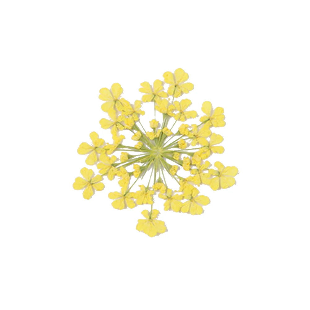 100Pcs Pressed Dried Ammi Majus Flower Epoxy Resin Nail Craft DIY Phone Decor | Красота и здоровье