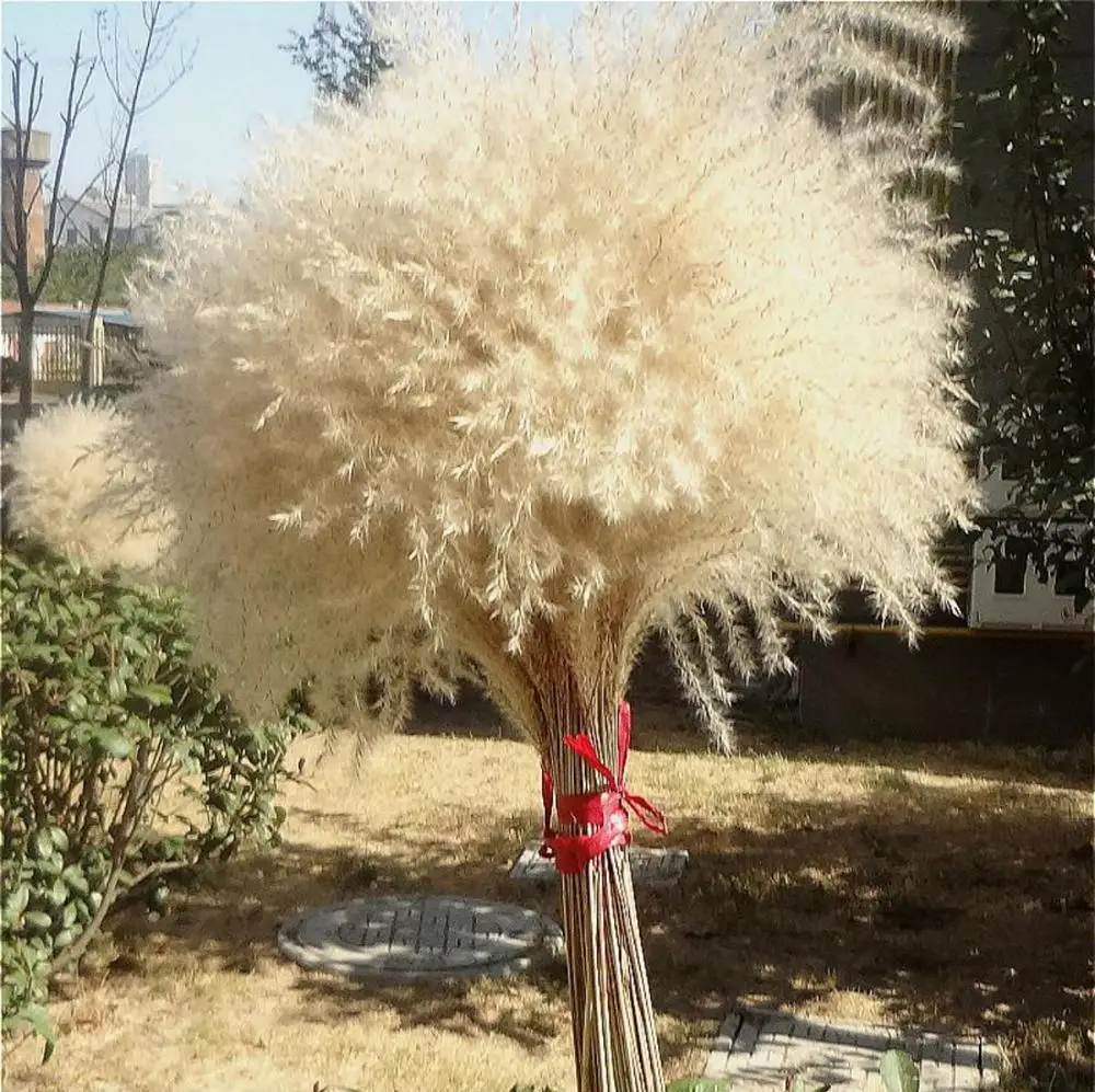

Dried Flower Reeds Flower Natural Pampas Grass Ornamental Wedding Shop Decoration Ornament Home Decor