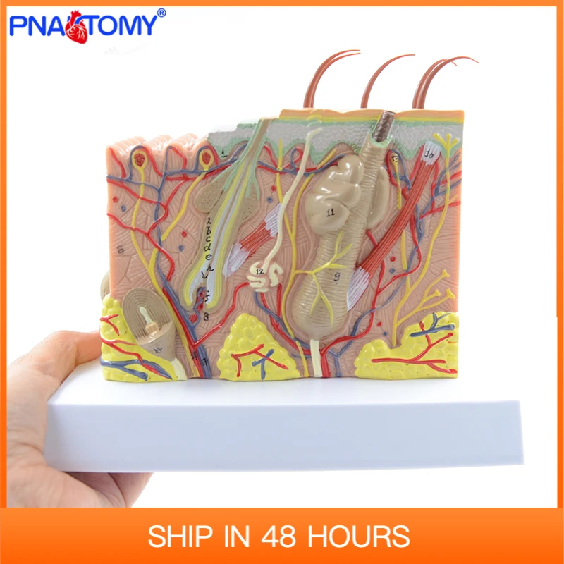 Human Skin Structure model 35 times enlarged plastic Hair Layer  Anatomical Model Medical Teaching Tool with Manual blood vessel model human arteries arteriosclerosis model medical gift anatomical tools with card and base pnatomy enlarged