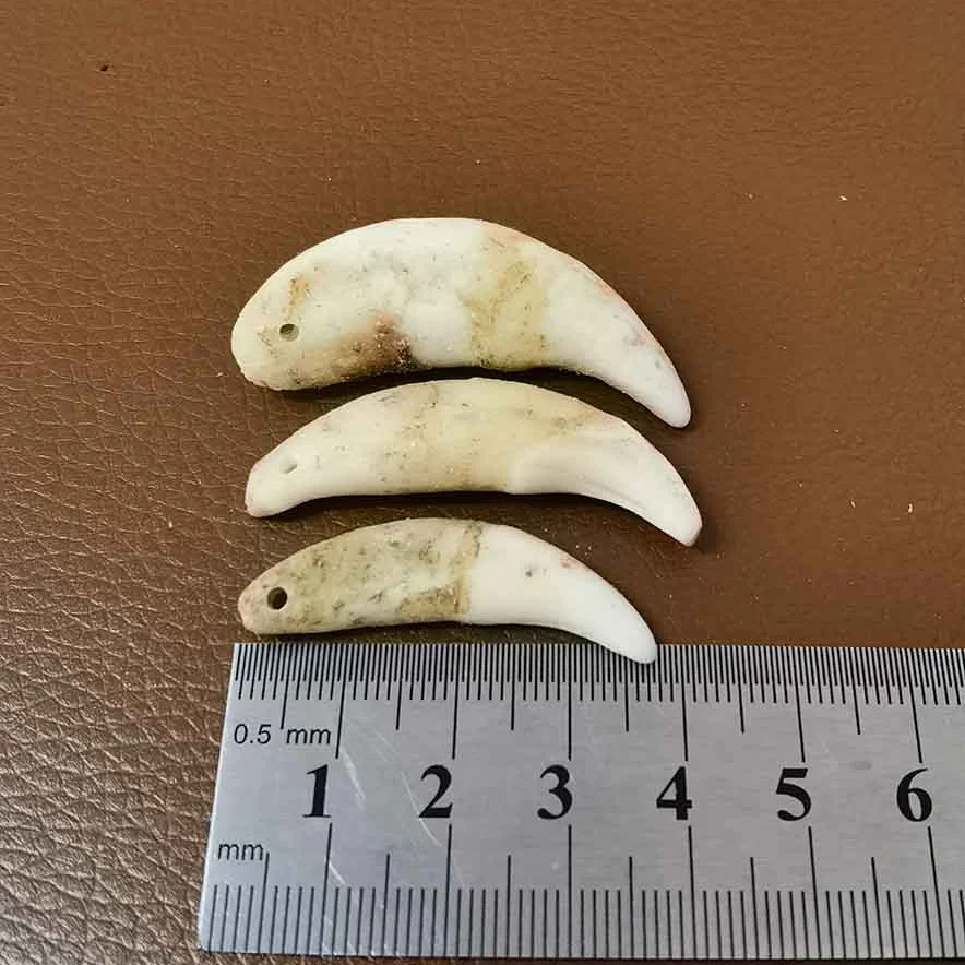 Natural Raw Dog Teeth Ecru Fang Unbleached Wolf Tooth Amulet Charm Pendant DIY Handmade Necklace Jewelry Accessory Drop Shipping | Украшения