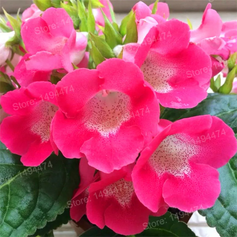 100 шт Искусственный глоксиния|Цветочные горшки и кадки| |