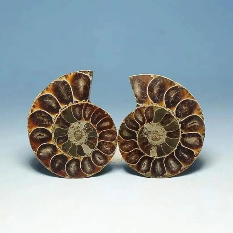 Натуральная пятнистая улитка с нарезанной улиткой диск аммонита окаменелый
