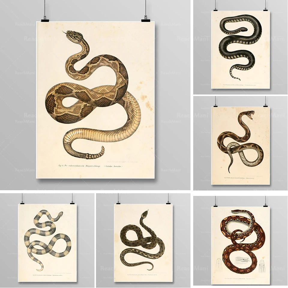 Impression de serpent reptile décoration murale art lithographie vintage |